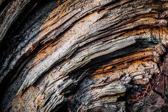 rotten pine tree bark texture