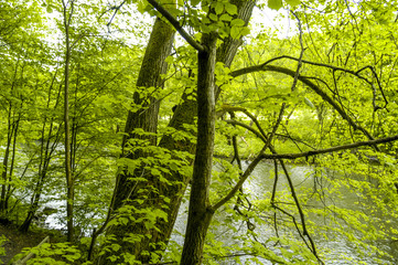 Baum am Wasser, Tschechische Republik, Südmähren, Lednice
