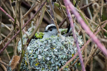 Long-tailed tit wild bird settled in nest within bramble bush