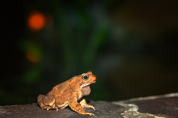 Frog at nighttime