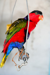 Colourful parrot in captivity