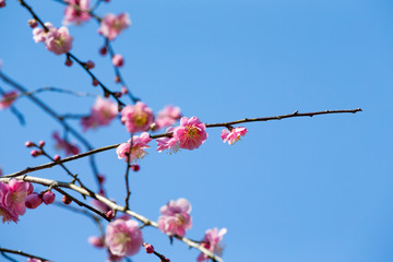 Japanese plum