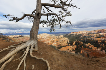 Weathered Tree, Bryce National Park, Utah