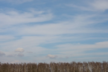 nahezu blattlose Bäume an einem sonnigen Tag am Frühlingsanfang
