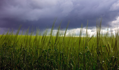 Obraz premium wheat in a field on a background of storm clouds