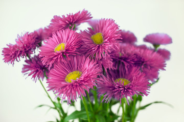 wild daisy flowers, gift spring bouquet.