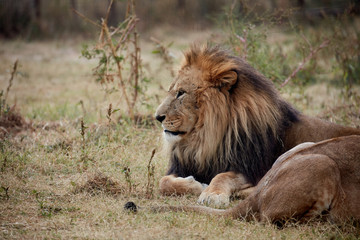 Naklejka premium Beautiful Lion. Caesar in the savanna. scorched grass