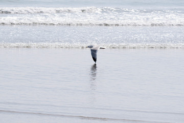 海をかすめ飛ぶカモメ