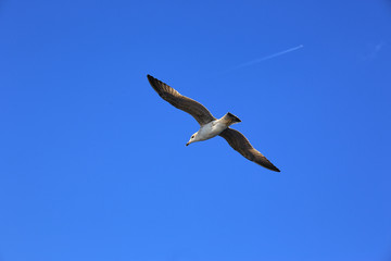 seagull blue skye