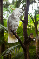 White parrot on a branch. Sulphur-crested Cockatoo Cacatua galerita