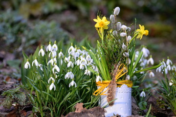 der Frühling ist da, kleines Blechtöpfchen mit Osterglocken und Palmkätzchen im Garten neben blühenden Schneeglöckchen © Grubärin