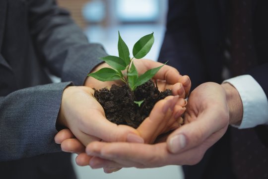 Businesspeople Hand Holding Plant Together In Corridor