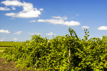Fototapeta na wymiar Moldawien, Cricova, bekanntester Weinort von Moldawien, Weingart