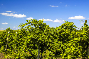 Moldawien, Cricova, bekanntester Weinort von Moldawien, Weingart