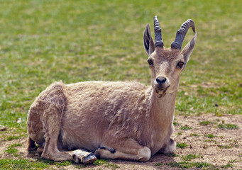 A nubian ibex in desert Negev - Israel