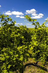 Moldawien, Cricova, bekanntester Weinort von Moldawien, Weingart