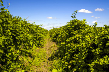 Moldawien, Cricova, bekanntester Weinort von Moldawien, Weingart