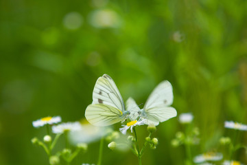 モンシロチョウ