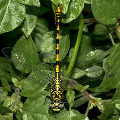 Libellula gomphidae gialla e nera a riposo sopra le foglie