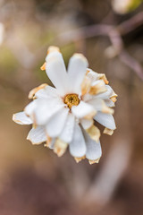 One white magnolia flower with shriveled brown dried leaves in early spring