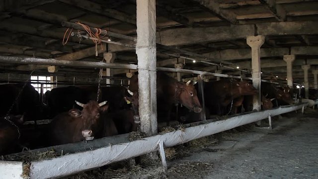Cows in the farm, Unsanitary conditions