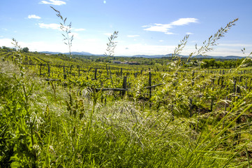 Obraz premium Weingarten, Slowenien, Südslowenien