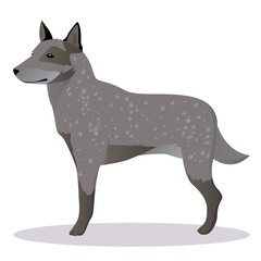 Australian shepherd dog