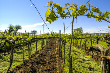 Weingarten, Slowenien, Südslowenien