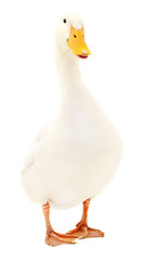 Duck on white.