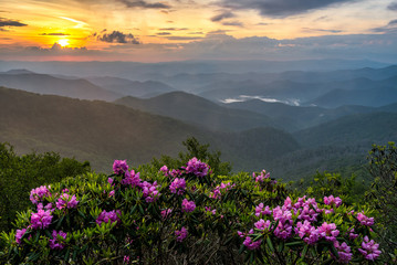 Fototapeta premium Catawba Rhododendron and sunset, Blue Ridge Parkway, North Carolina