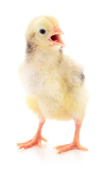 Small yellow chicken
