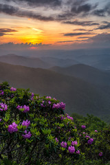 Catawba Rhododendron and sunset, Blue Ridge Parkway, North Carolina