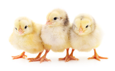 Three cute chicks.