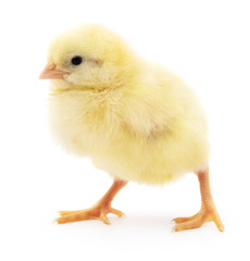 Small yellow chicken