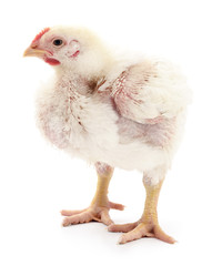 White chicken isolated.