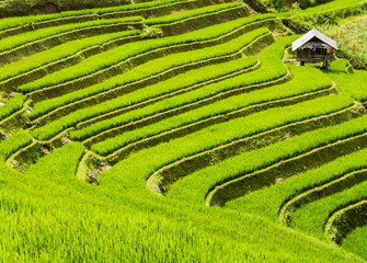 Farm hut surrounded by terraced rice fields, Mu Cang Chai, Northern Vietnam  