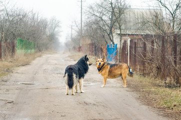 Two large stray dogs stand on a dirt road