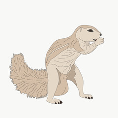 Portrait of a ground squirrel, hand drawn vector illustration isolated on white background