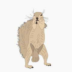 Portrait of a ground squirrel, hand drawn vector illustration isolated on white background