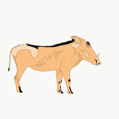 Portrait of a warthog, side view, hand drawn vector illustration isolated on white background