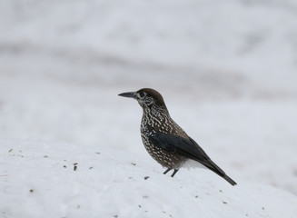 Spotted nutcracker