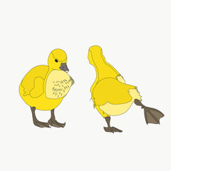 Portrait of a two joking and funny moving graylag goose chickens, hand drawn vector illustration isolated on white background