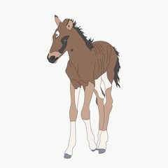 Portrait of a namib desert wild horse kitten, hand drawn vector illustration isolated on white background