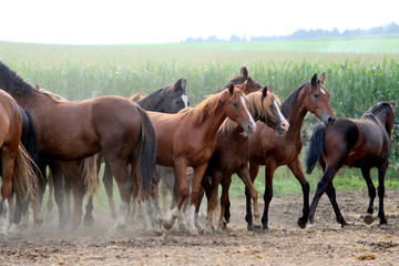 Fototapeta na wymiar dancer in the dust, a herd of wild horses on dusty ground