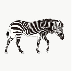 Fototapeta na wymiar Portrait of a Zebra, hand drawn vector illustration isolated on white background