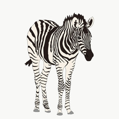 Fototapeta na wymiar Portrait of a Zebra, hand drawn vector illustration isolated on white background