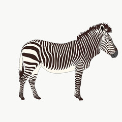Portrait of a  Zebra, hand drawn vector illustration isolated on white background