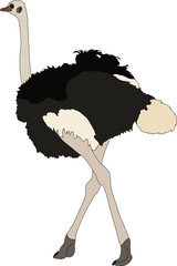 Portrait of a ostrich, walking away, hand drawn vector illustration isolated on white background