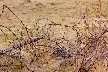Remembering the army - the barbed wire.
