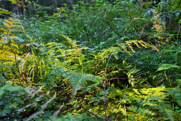 fern leaves